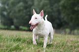 BULL TERRIER MINIATURE 093